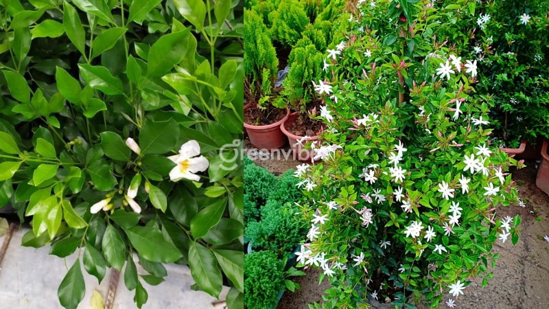 Cây nguyệt quế hợp mệnh gì?