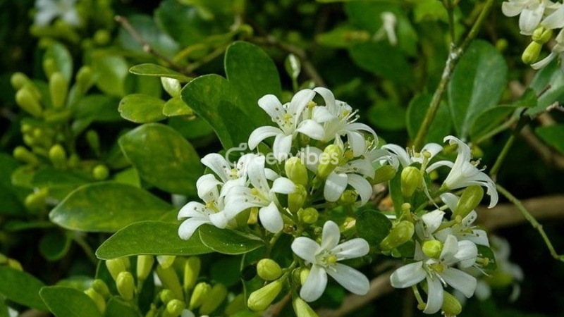 Cây nguyệt quế hợp tuổi gì?