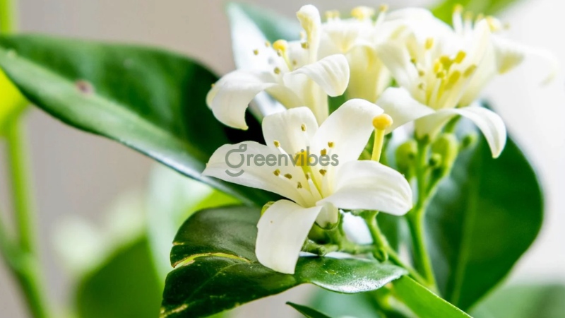 Cây nguyệt quế hợp mệnh gì? Tuổi nào? Ý nghĩa ra sao?