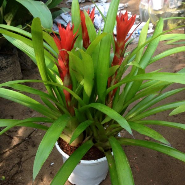 Cây Phong Lộc Hoa hợp với người tuổi Sửu cay-phong-loc-hoa-tuoi-suu.jpg