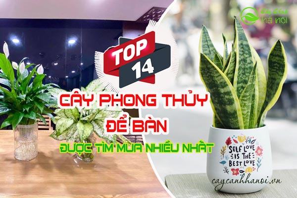 Cây phong thủy để bàn được mua nhiều nhất