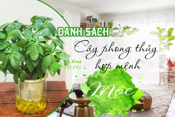 Cây phong thủy hợp mệnh mộc