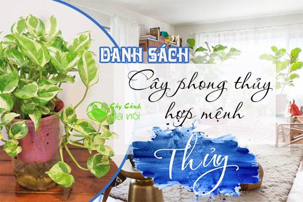 Cây phong thủy hợp mệnh Thủy