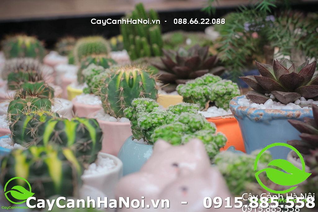 cây phong thủy hợp tuổi thìn