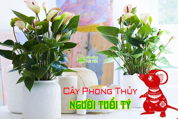 Cây phong thủy hợp tưởi Tý