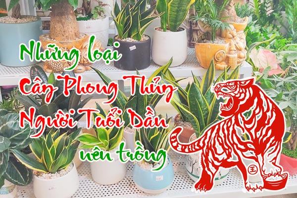 Cây phong thủy hợp người tuổi Dần