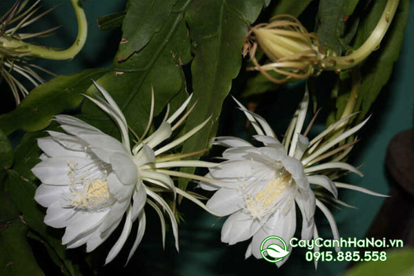 Quỳnh trắng (Epiphyllum oxypetalum)