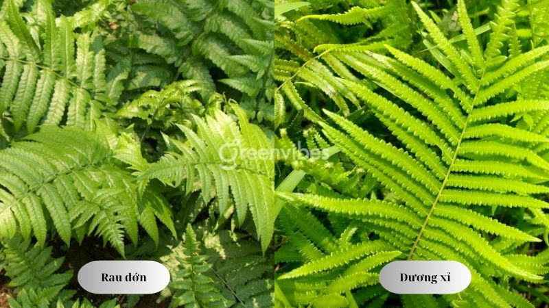 cay-rau-don-co-phai-cay-duong-xi-khong-3 Cây rau dớn có phải cây dương xỉ không?