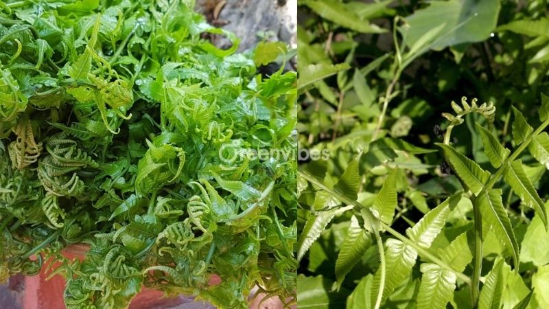 Cây rau dớn có phải cây dương xỉ không? Cách phân biệt thế nào?