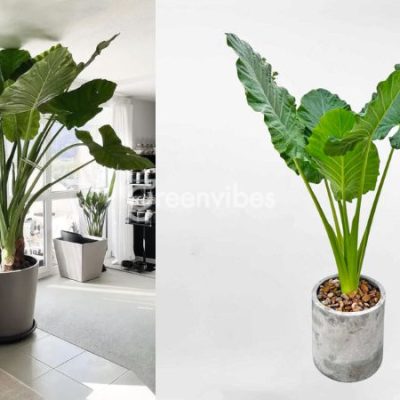 cay-ray-voi-co-ngua-khong-1-400x400-1 Cây ráy voi có ngứa không? Lưu ý khi trồng ráy voi trong nhà