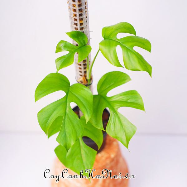 cay-rhaphidophora-tetrasperma-e28093-cay-mini-monstera-kieng-la-dep Cây Rhaphidophora Tetra kiểng lá đẹpsperma – Cây Mini Monstera