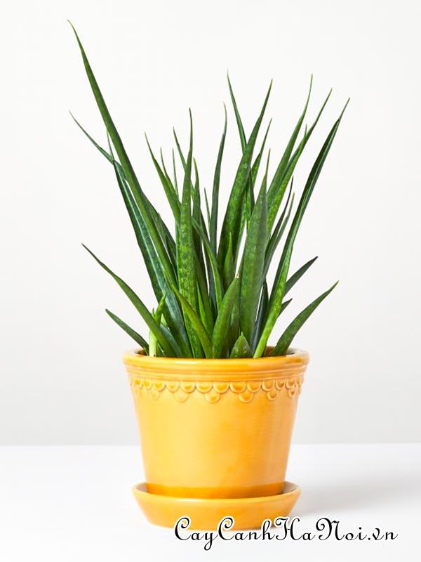 Cây Sansevieria kirkii ‘Friends’