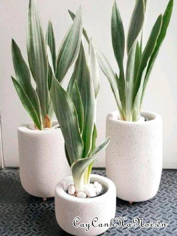 Cây Sansevieria Metallica Siam Silver