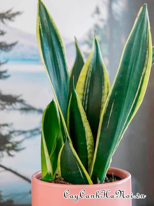 Cây Sansevieria Trifasciata Black Gold