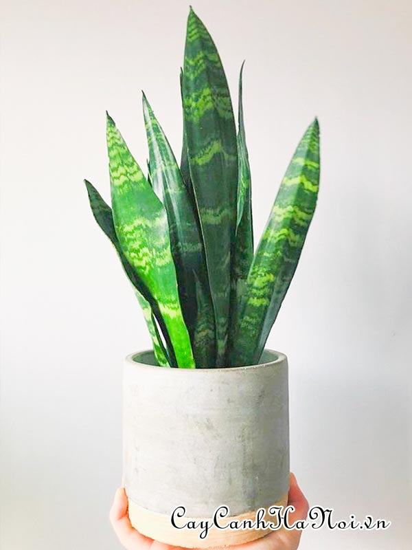 Cây Sansevieria Trifasciata Black Robusta