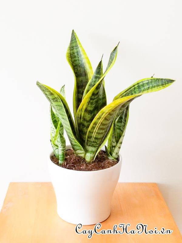 Cây Sansevieria Trifasciata Futura Superba