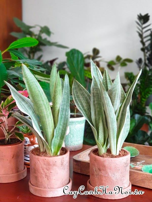 Cây Sansevieria trifasciata Metallica