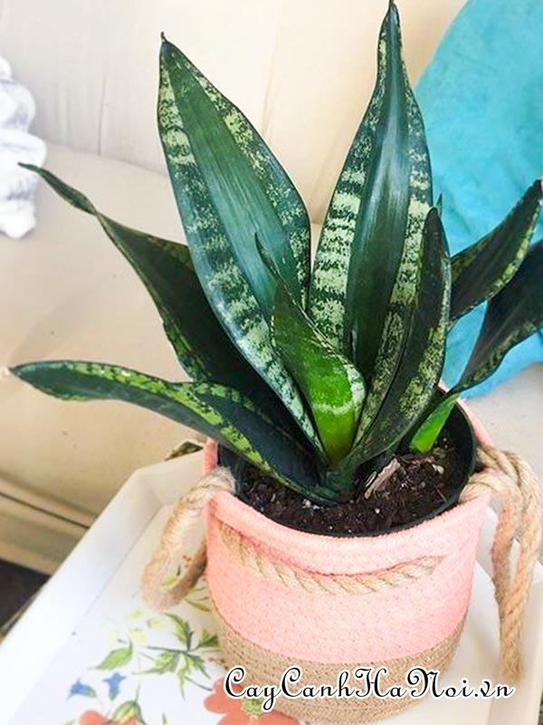 Cây Sansevieria Trifasciata Whitney