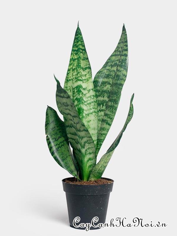 Cây Sansevieria zeylanica