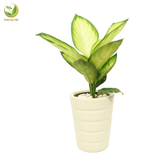 cay-sao-sang cay-sao-sang.jpg