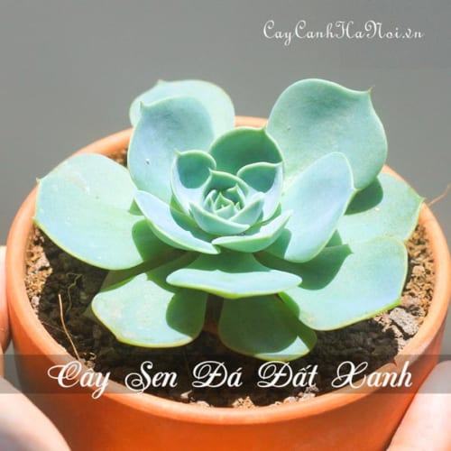 Cây Sen đá Đất Xanh