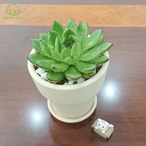 Cây Sen đá hợp với người tuổi Dậu cay-sen-da-de-ban-vuoncayviet.com.jpg