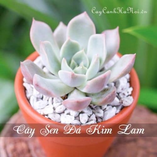 Cây Sen đá Kim Lam