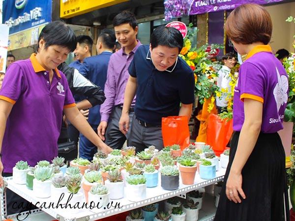 cây sen đá làm quà tặng