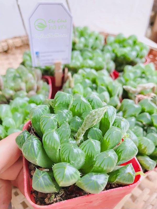 Cây sen đá ngọc Haworthia Cooperi mang phong thủy tốt