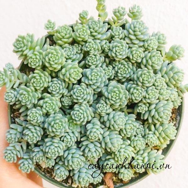 Cây sen đá sedum hoa hồng