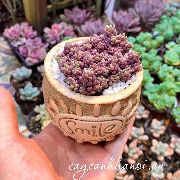 Cây sen đá sedum nho tím trồng chậu sứ để bàn