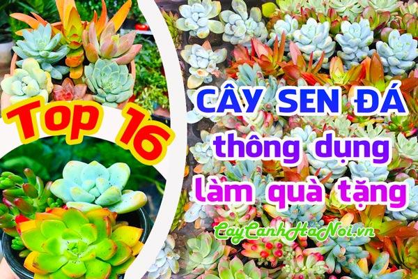 Cây sen đá thông dụng hiện nay