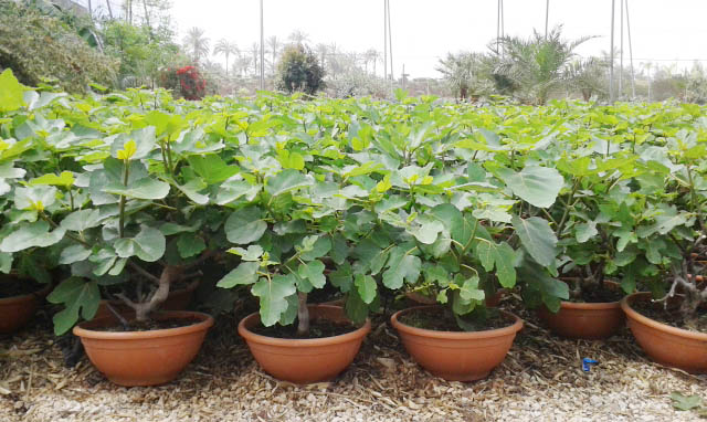 cây sung mỹ mua ở đâu là tốt nhất cay-sung-my-mua-o-dau-la-tot-nhat-3.jpg