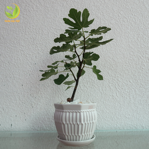 cây sung mỹ mua ở đâu là tốt nhất cay-sung-my-mua-o-dau-la-tot-nhat-4.png