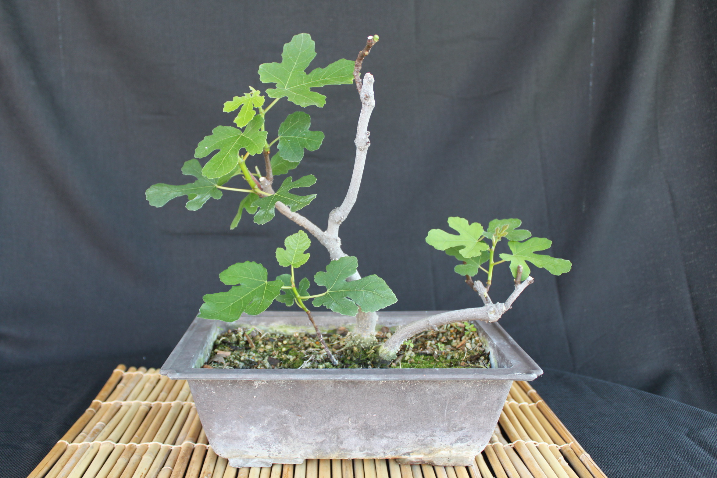 cây sung mỹ mua ở đâu là tốt nhất cay-sung-my-mua-o-dau-la-tot-nhat-5.jpg