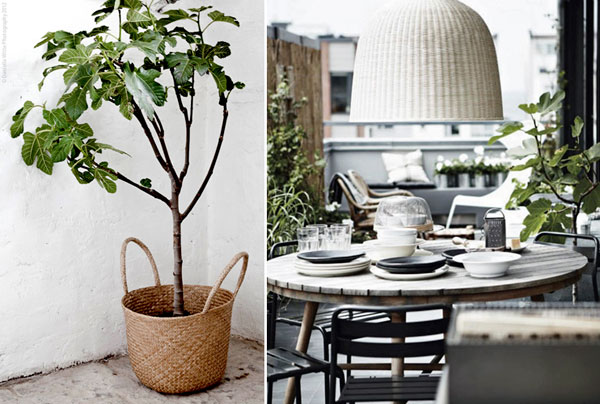 cây sung mỹ mua ở đâu là tốt nhất cay-sung-my-mua-o-dau-la-tot-nhat-6.jpg