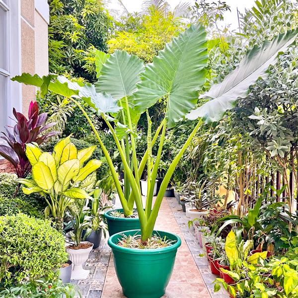 cay-tai-voi-dang-duoc-nhieu-nguoi-san-lung Cây tai voi đang được nhiều người săn lùng hiện nay