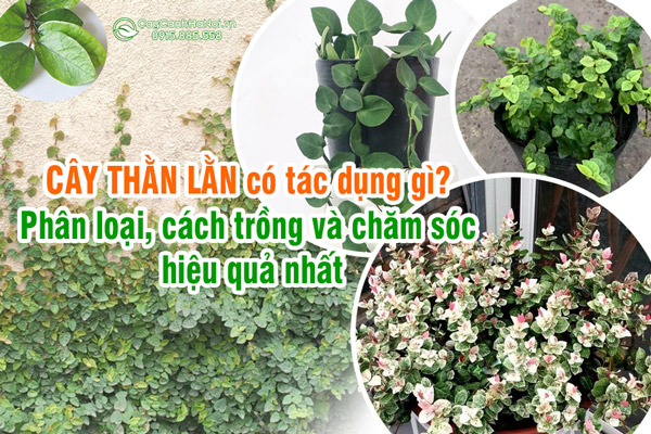 Cây thằn lằn có tác dụng gì? Phân loại, cách trồng và chăm sóc hiệu quả nhất