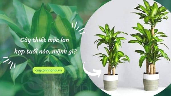 Những mẫu thiết mộc lan đẹp ý nghĩa