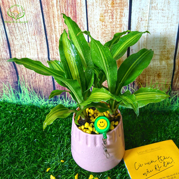 Ý nghĩa phong thủy của Thiết mộc lan cay-thiet-moc-lan-phong-thuy.jpg