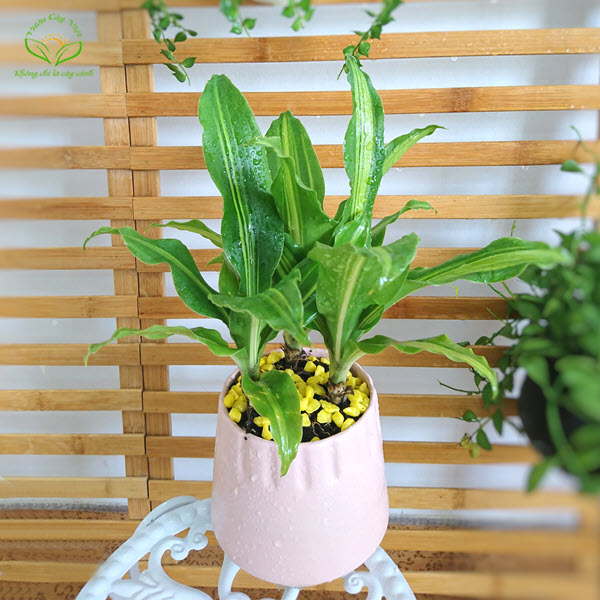 Cây thiết mộc lan trong chậu cay-thiet-moc-lan-trong-chau.jpg