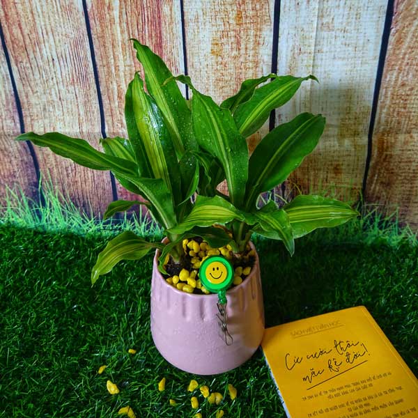 cay-thiet-moc-lan-vcv cay-thiet-moc-lan-vcv.jpg