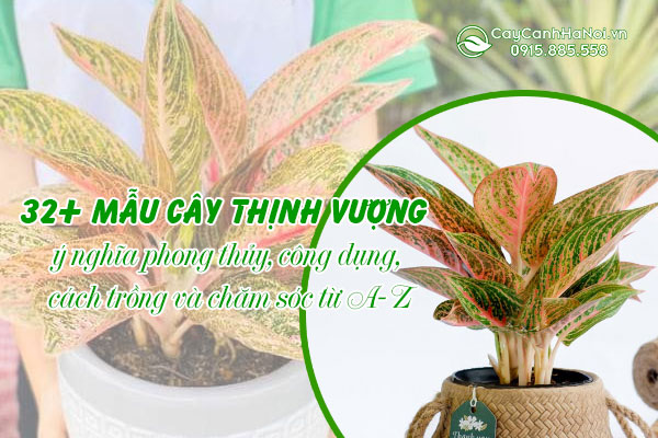 32+ mẫu cây thịnh vượng, ý nghĩa phong thủy, công dụng, cách trồng và chăm sóc từ A-Z