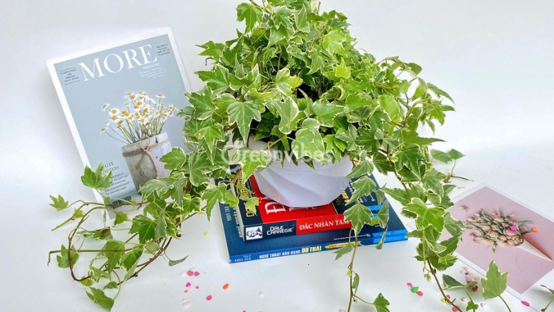 Cây thường xuân mua ở đâu Cây thường xuân bán ở đâu