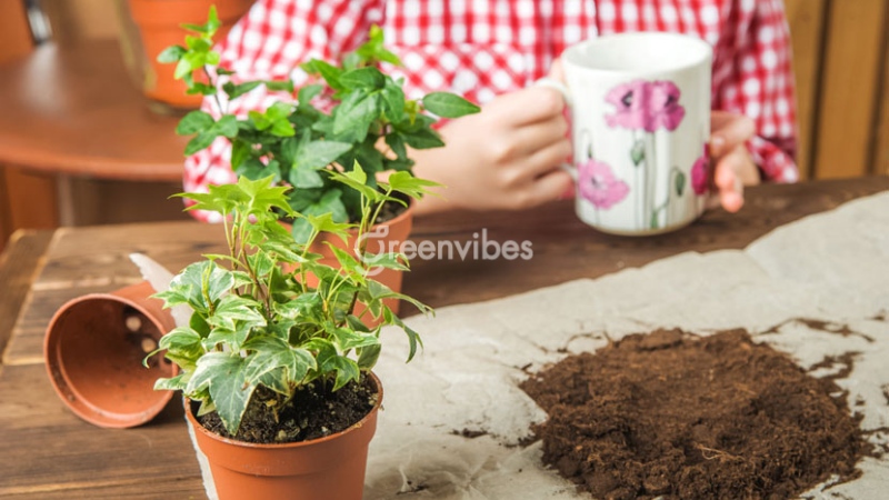 cay-thuong-xuan-bi-heo-2 Cây thường xuân bị héo do đất có độc