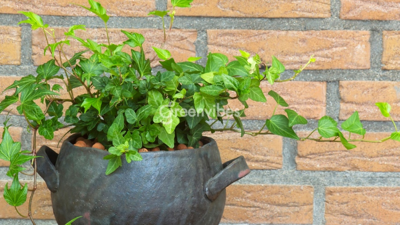 cay-thuong-xuan-bi-heo-4 Cây thường xuân thích hợp với môi trường sống có ánh sáng vừa đủ