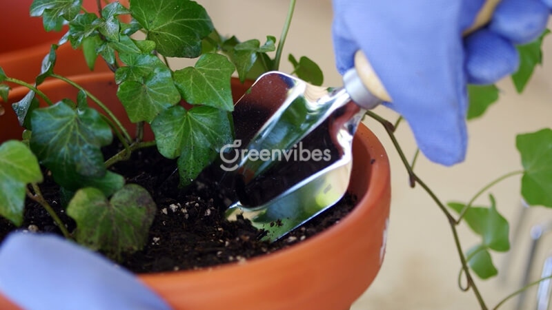 cay-thuong-xuan-bi-heo-5 Bổ sung phân bón hữu cơ, phân bón lá cho cây thường xuân