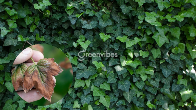 Cây thường xuân bị héo: Nguyên nhân và cách khắc phục hiệu quả