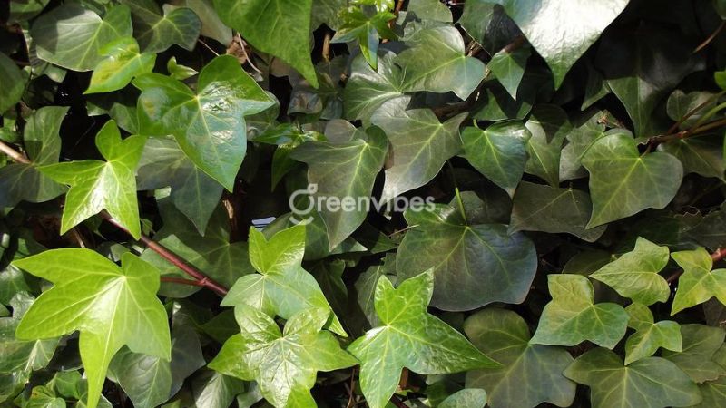 cay-thuong-xuan-co-tac-dung-gi-2 Cây thường xuân có tác dụng thanh lọc không khí