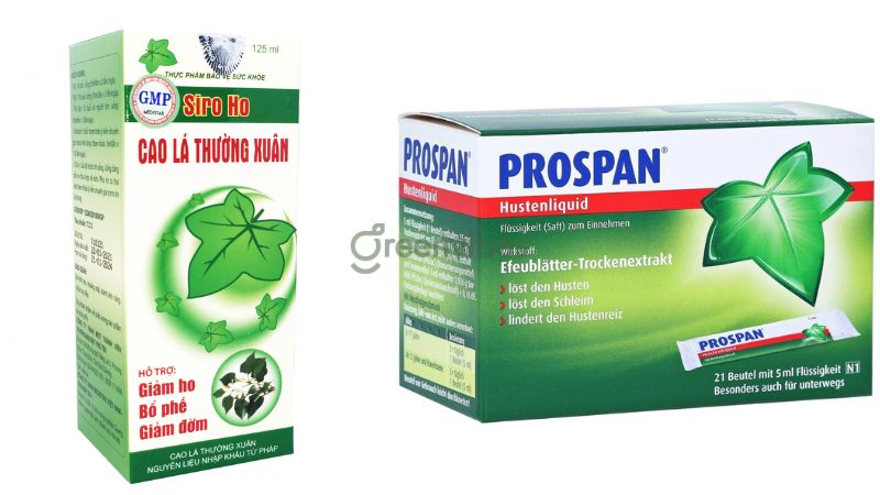 cay-thuong-xuan-co-tac-dung-gi-3 Cây thường xuân có tác dụng gì? - Giảm ho hiệu quả